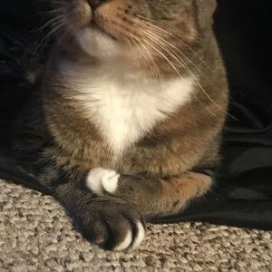 Meet your Posher, Pabst